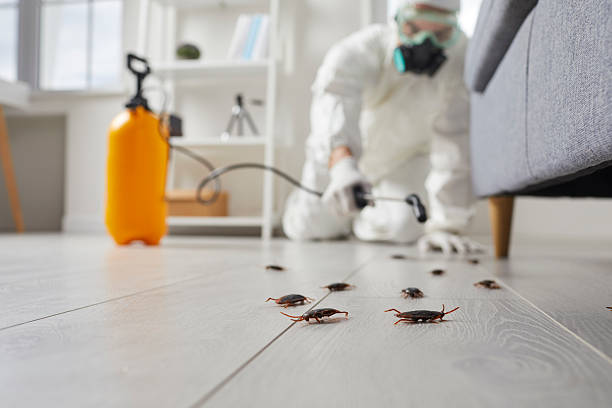 Commercial Rodent Management in Montague